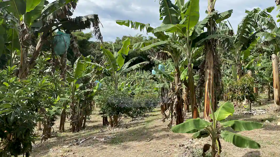 Finca La Esperanza